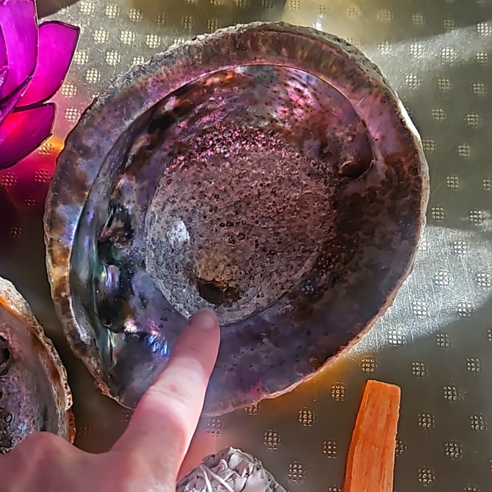 Two abalone shells - Picture 3 of 4